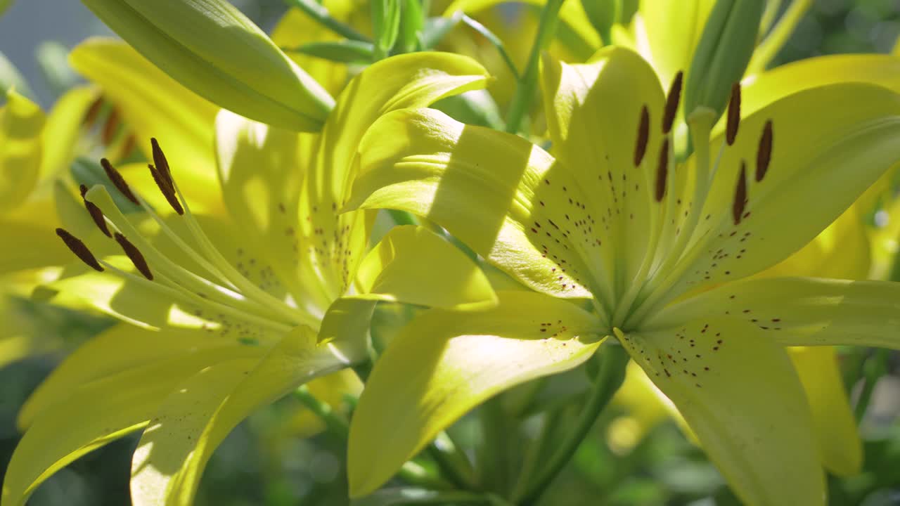 黄百合花花束，布置在花园装饰视频素材