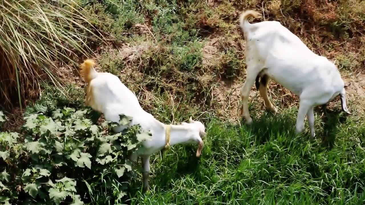 野外放牧的羊群视频下载