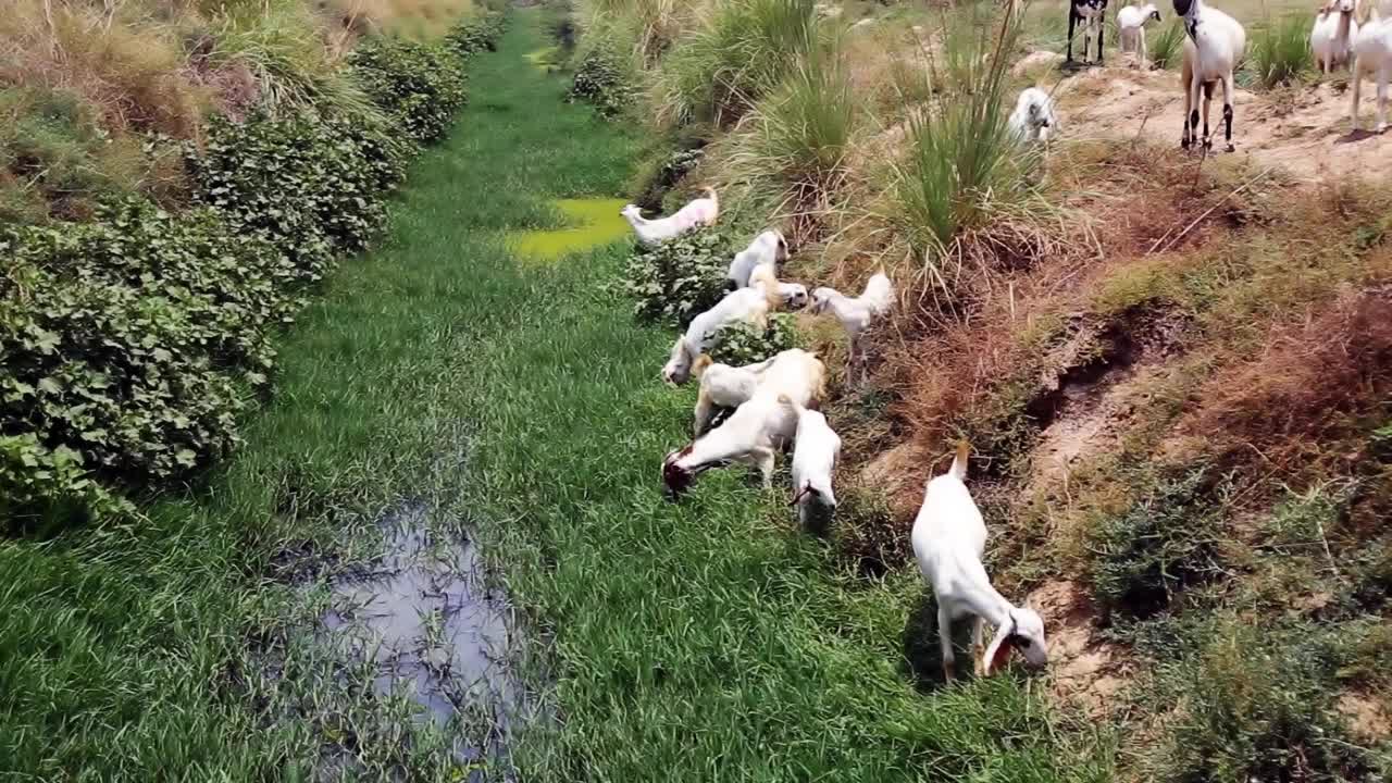 野外放牧的羊群视频下载