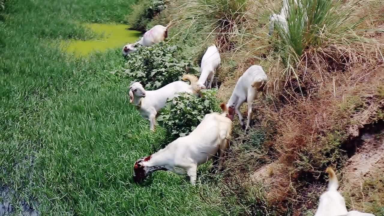 野外放牧的羊群视频素材