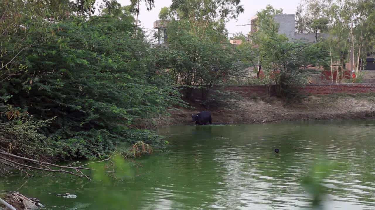 水牛洗澡视频下载