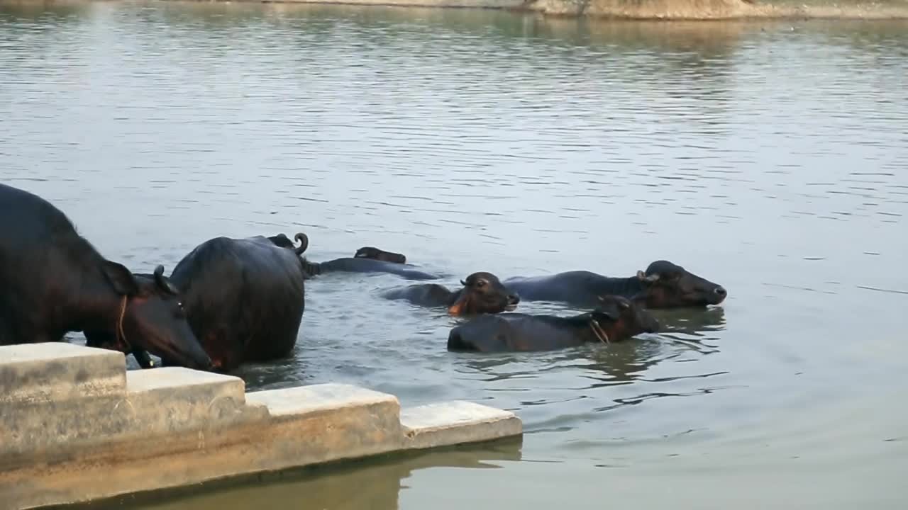 水牛洗澡视频下载