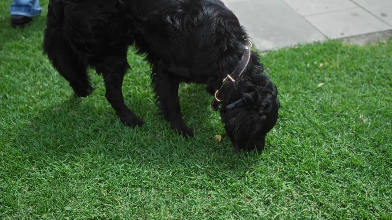 一只黑色的拉布拉多犬在城市公园的草地上探索，旁边有一个女人牵着皮带。视频素材