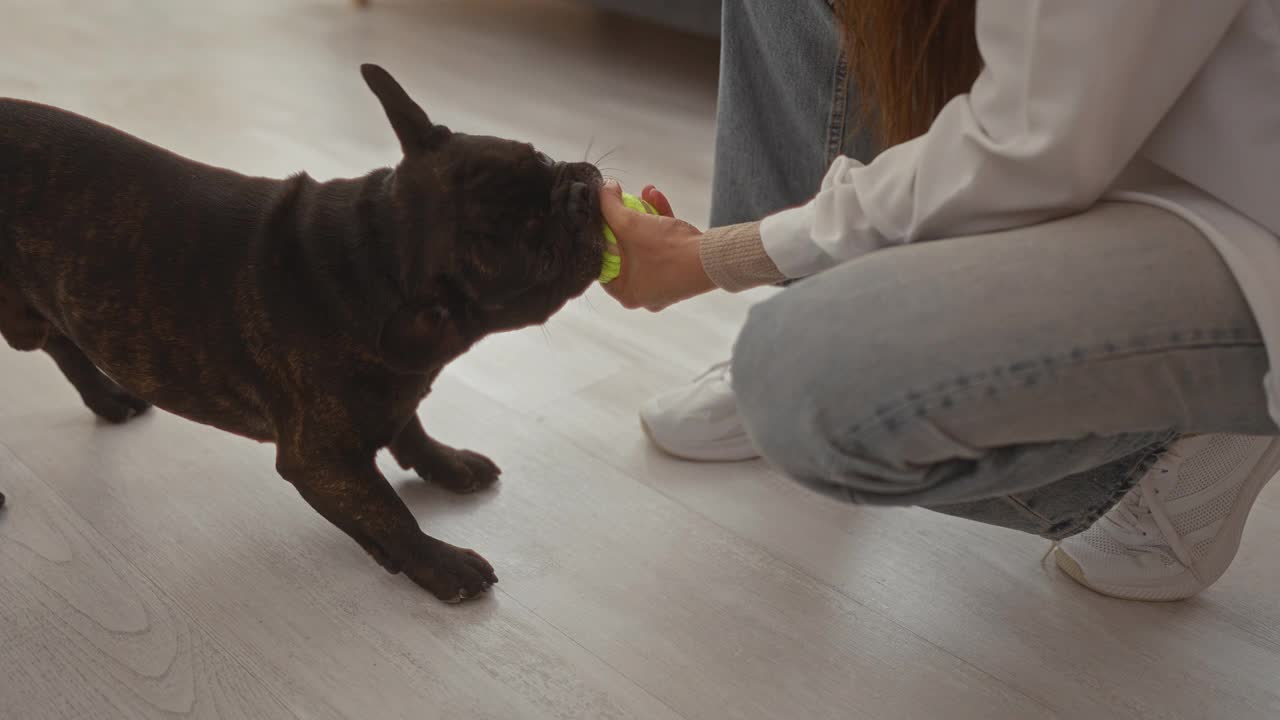 一名女子在公寓的室内与一只法国斗牛犬玩耍，在客厅的地板上用网球进行拔河游戏。视频素材