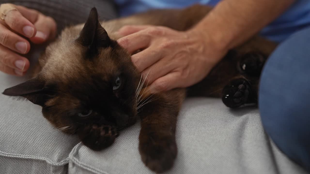 在一个舒适的房间里，一名男子抚摸着一只躺在沙发上休息的暹罗猫视频素材