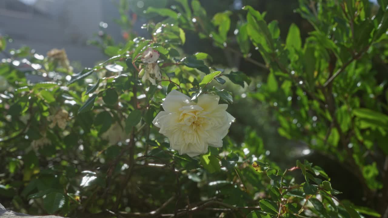 在意大利南部普利亚郁郁葱葱的绿色花园中，一朵美丽的白玫瑰，沐浴在阳光下，展示着充满活力的花瓣和周围的叶子。视频素材