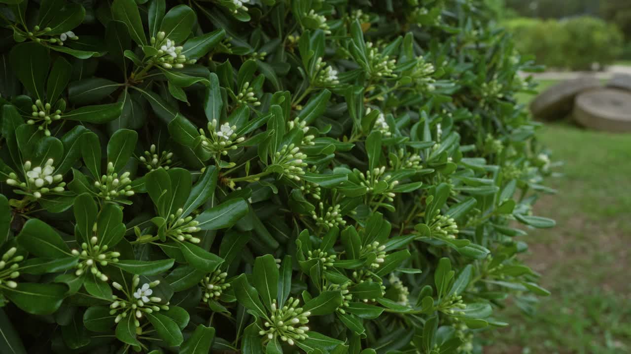 意大利普利亚户外，一种被称为日本芝士木的pittosporum tobira的特写，它有着绿色的叶子和正在萌芽的白色花朵。视频素材