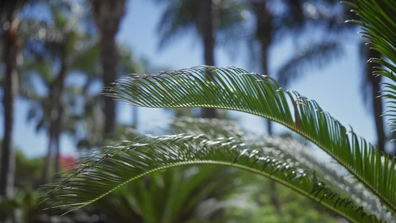 背光棕榈叶与鲜明的绿色在热带环境湛蓝的天空视频素材