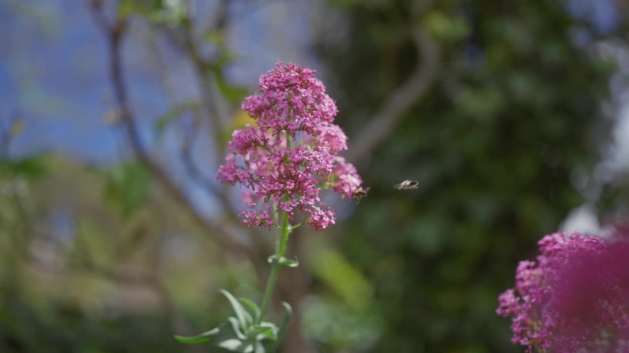 在宁静的花园环境中，centerthus橡胶，缬草与散景背景的特写视频素材