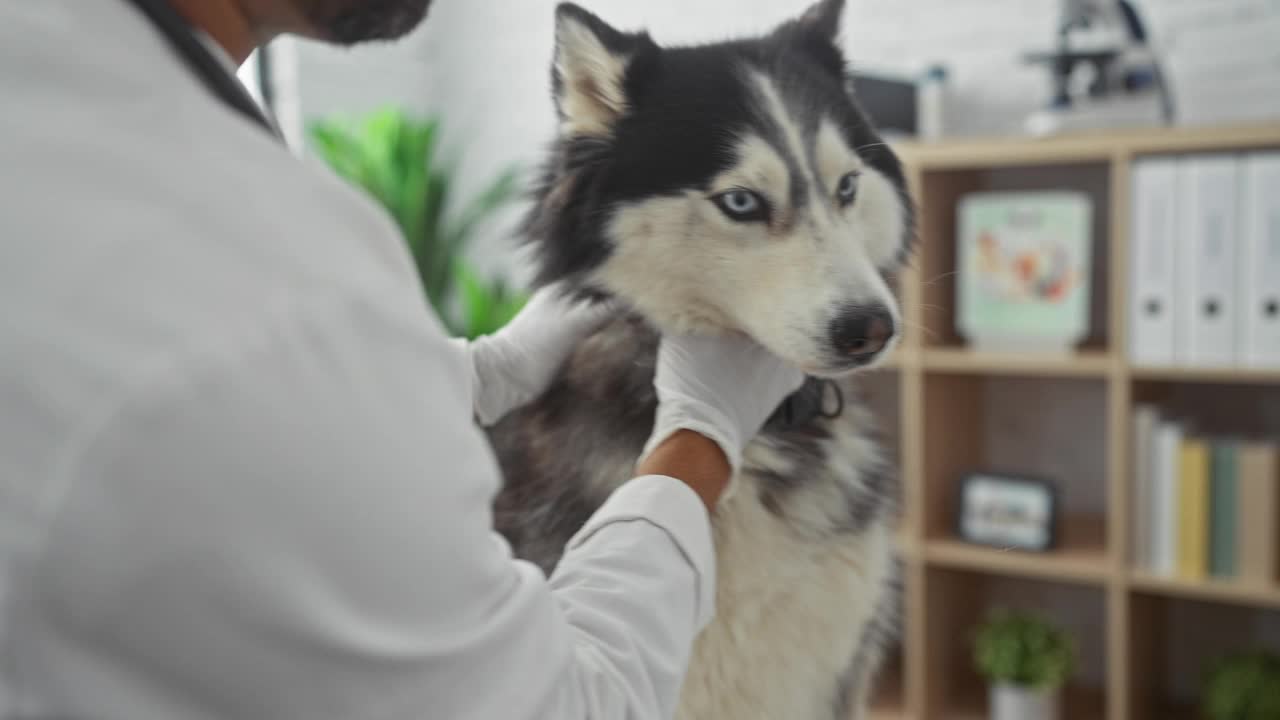 一名西班牙裔男性兽医在兽医诊所检查一只哈士奇狗。视频素材