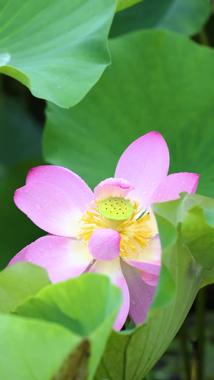 夏雨后的荷花视频素材