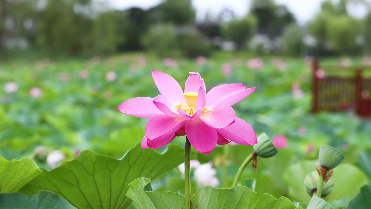 夏雨后的荷花视频素材