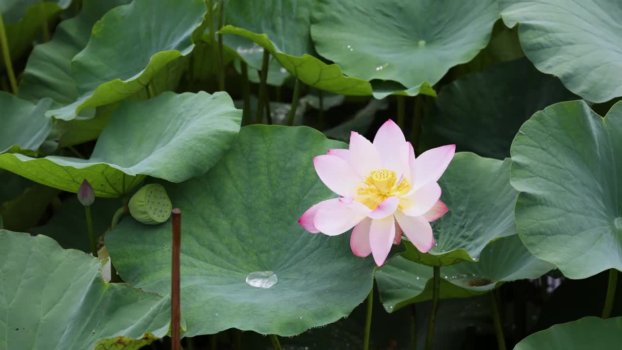 夏雨后的荷花视频素材