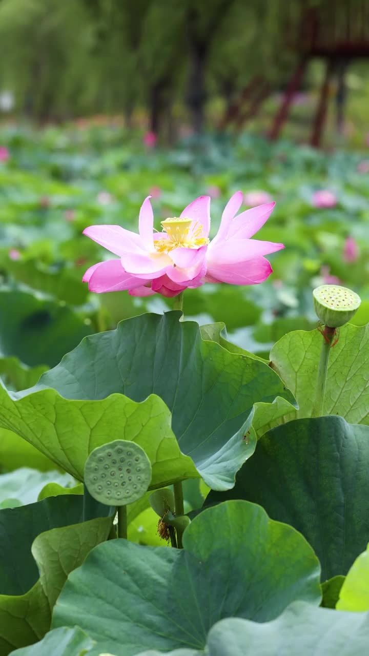 夏雨后的荷花视频素材