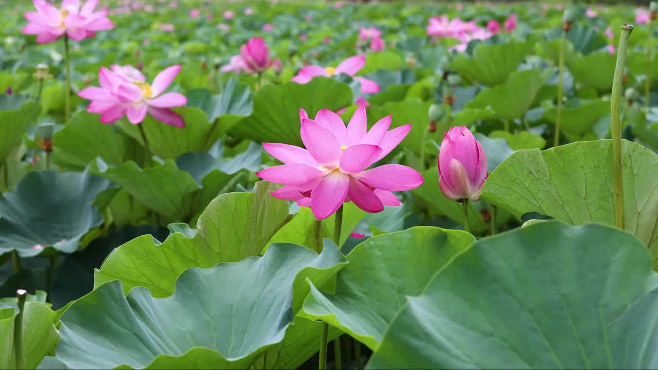 夏雨后的荷花视频素材