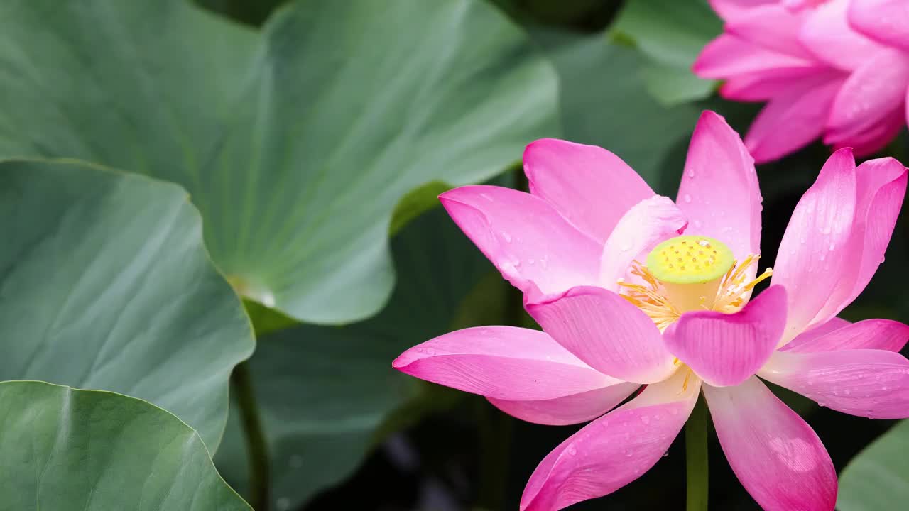 夏雨后的荷花视频素材