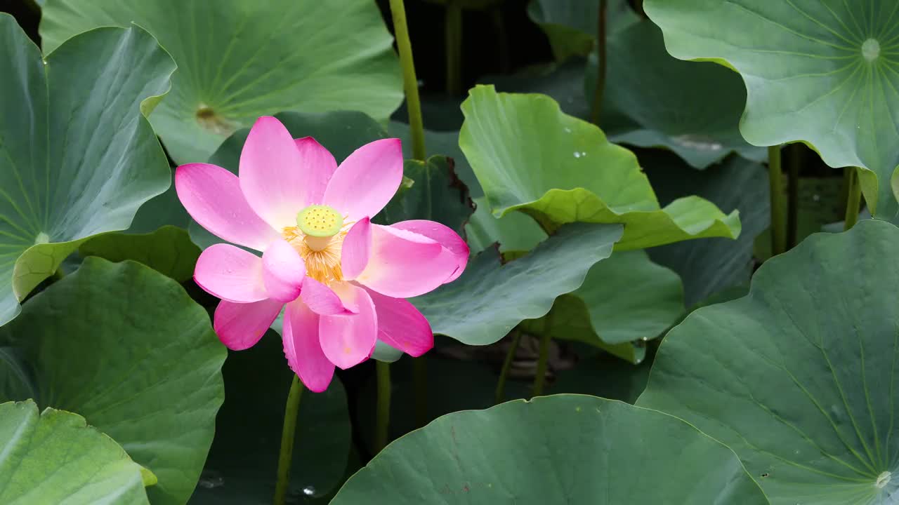 夏雨后的荷花视频素材