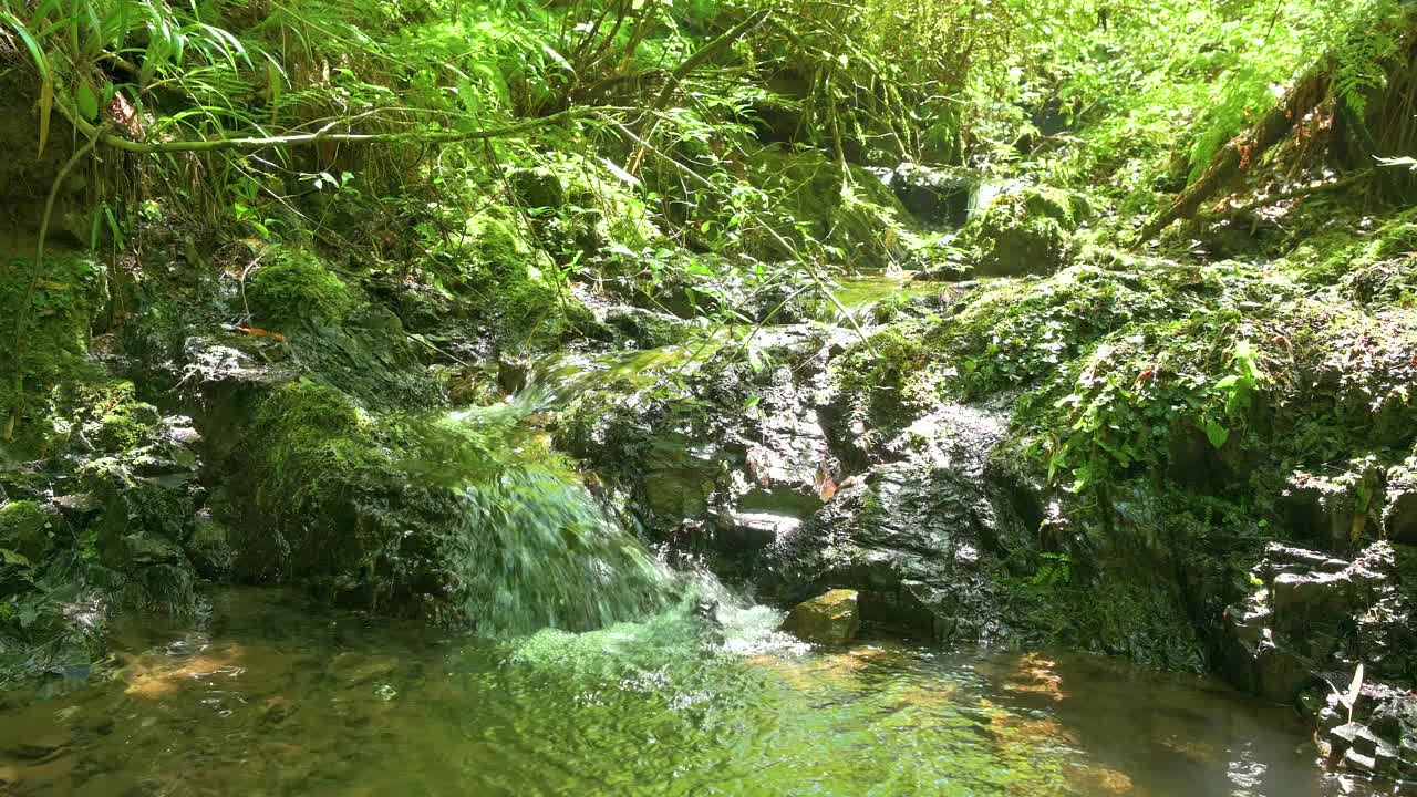 一条小溪穿过日本东京高尾山的森林。视频素材