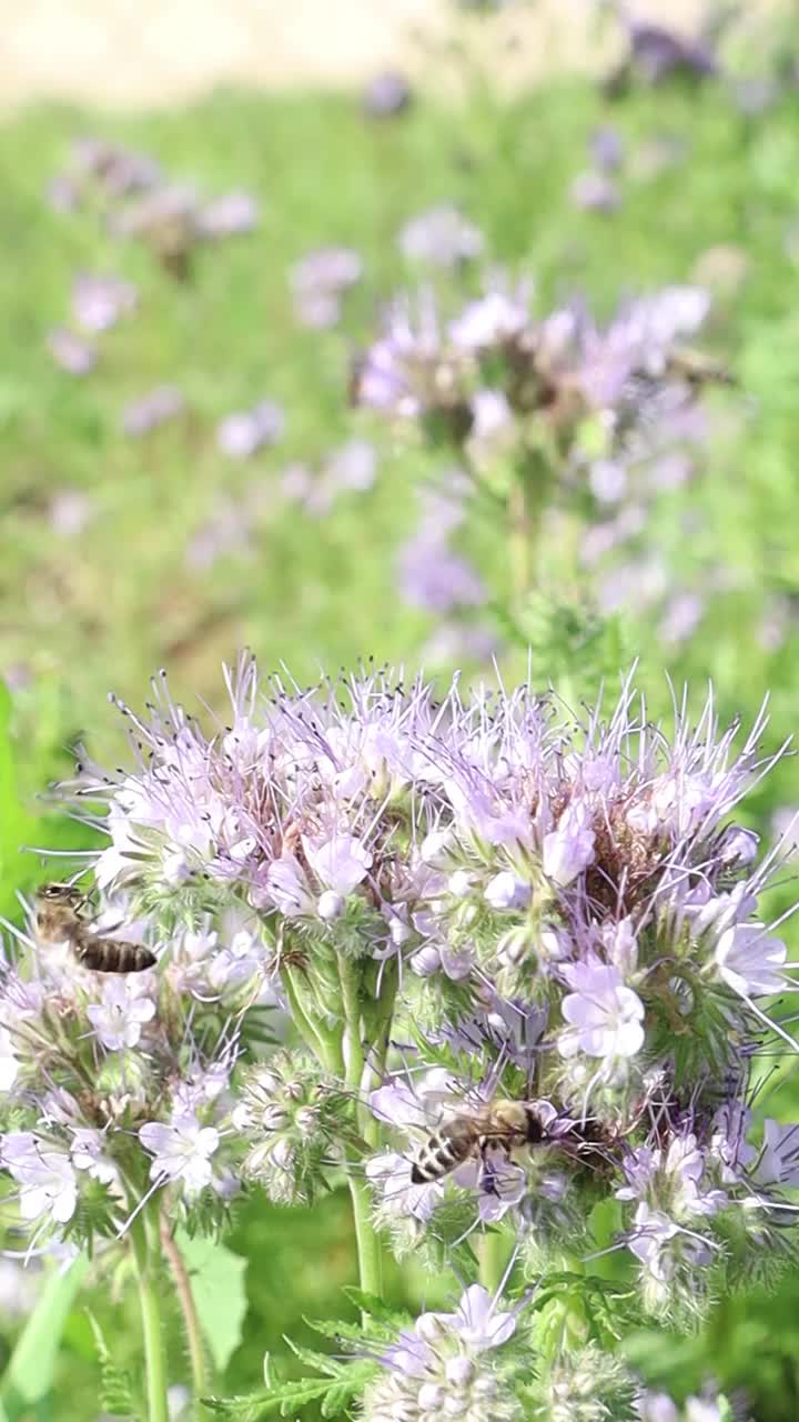 这段视频展示了一片充满活力的紫色花朵和一只忙碌的蜜蜂视频下载