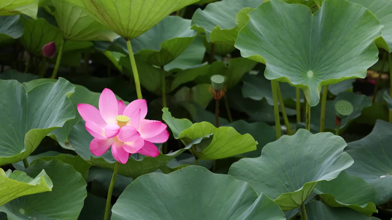 夏雨后的荷花视频素材