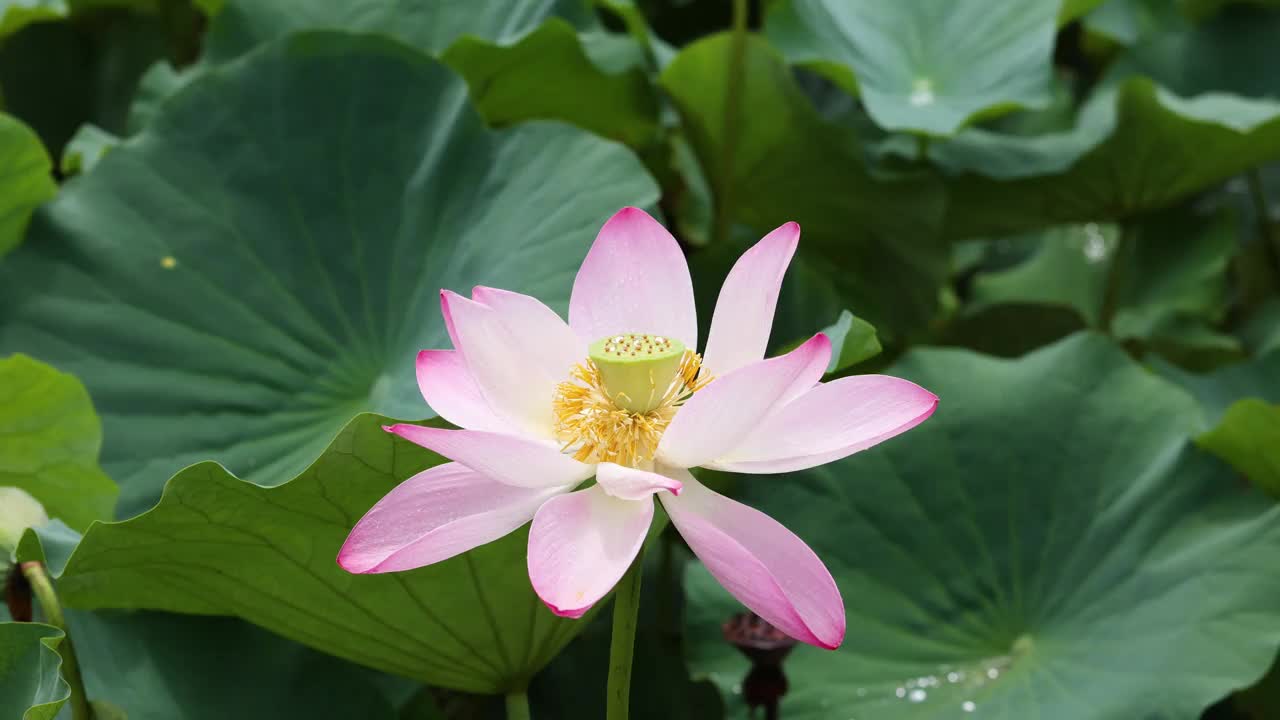 夏雨后的荷花视频素材