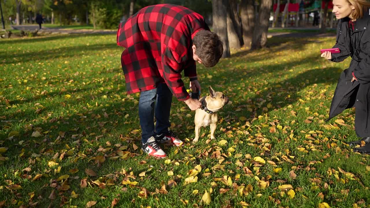 秋天的一天，一名男子正在公园里训练一只法国斗牛犬，享受着户外玩耍的乐趣视频素材