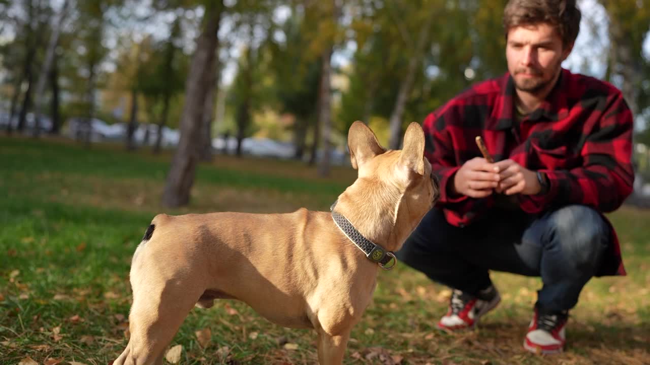 秋天的一天，一名男子正在公园里训练一只法国斗牛犬，享受着户外玩耍的乐趣视频素材