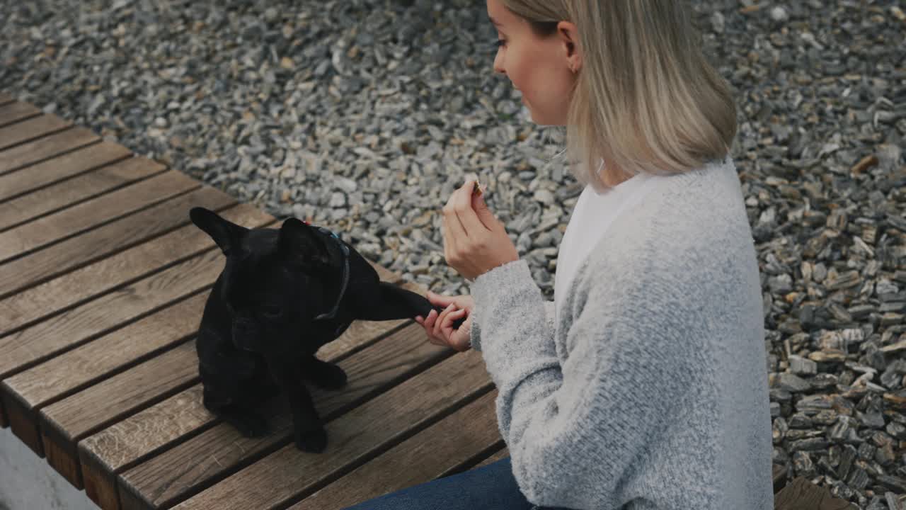 专业训犬师在公园与法国斗牛犬幼犬玩耍，女性驯兽师在训练家畜。法国斗牛犬给爪子。人和狗的友谊概念。视频素材