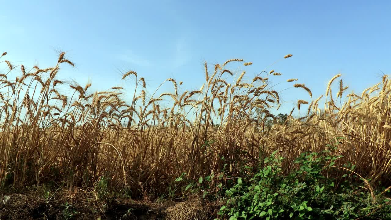 小麦在风中摇曳视频素材