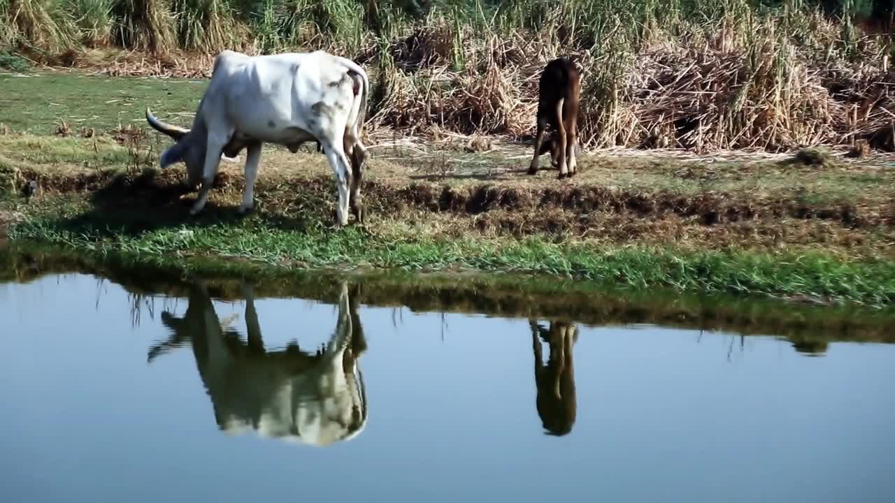 牛群在湖边吃草视频素材