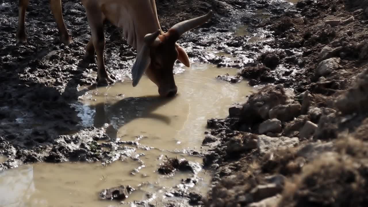 牛饮水视频下载