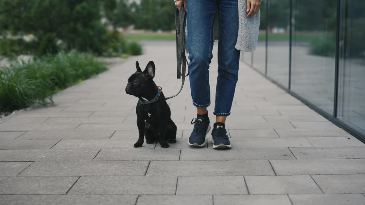 白人妇女的腿在散步，一只黑色的法国斗牛犬走在她身边。女性在房子附近遛狗，并环顾四周。人和狗的友谊概念视频素材