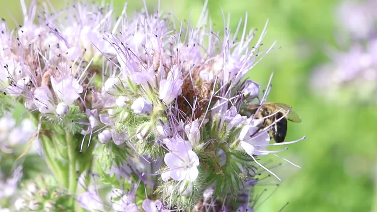 这段视频强调了花和蜜蜂之间的关系视频素材