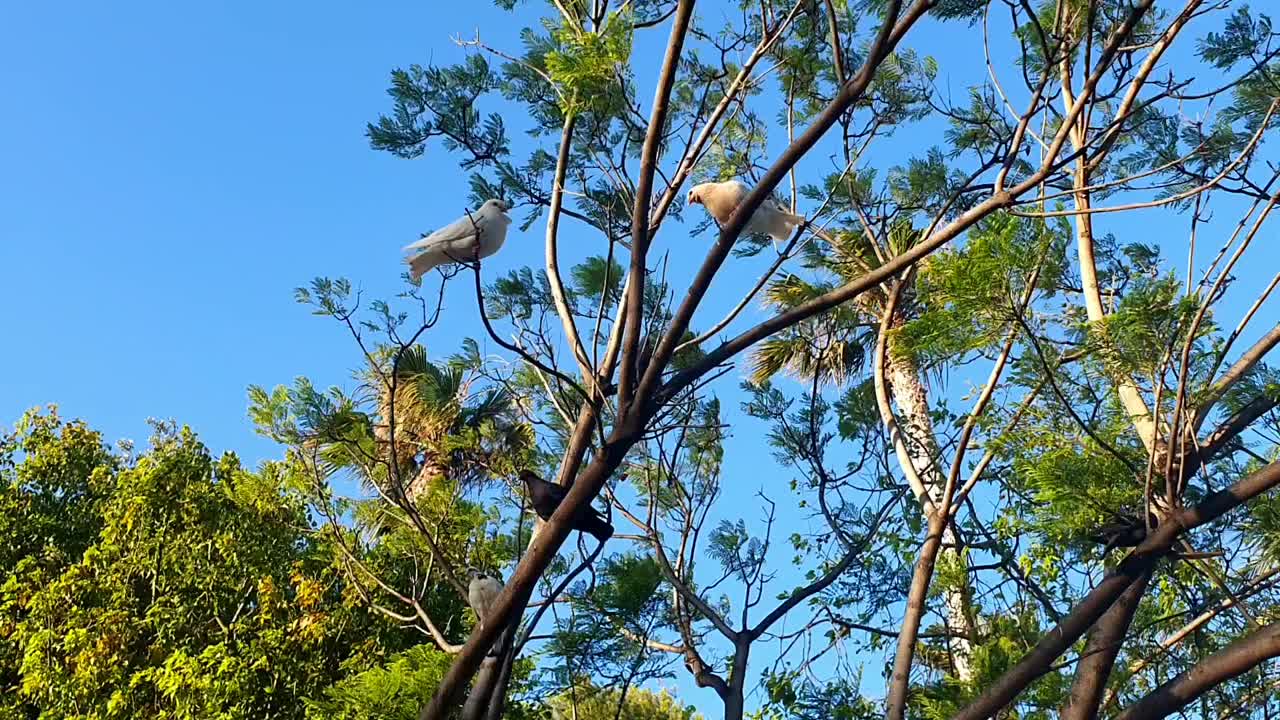 野鸟和鸽子栖息在公园的树枝上。野生鸟类的生活。视频下载