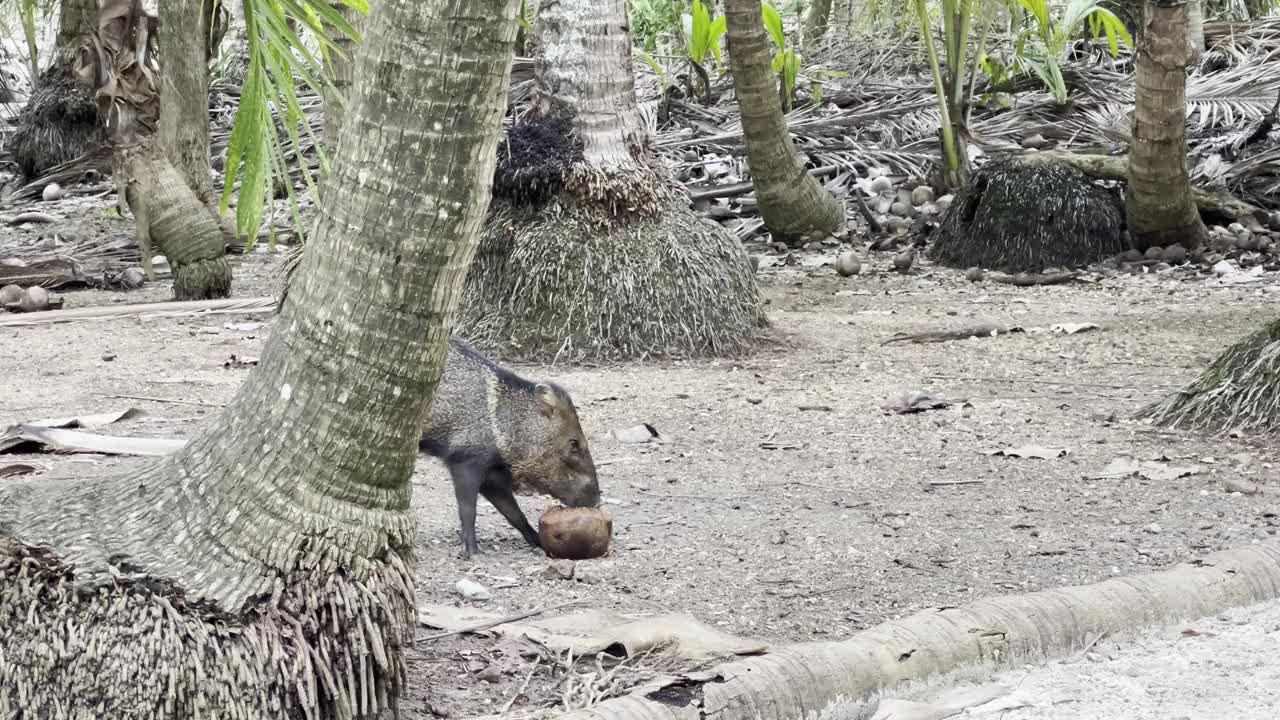 海滩上的有领野猪视频素材