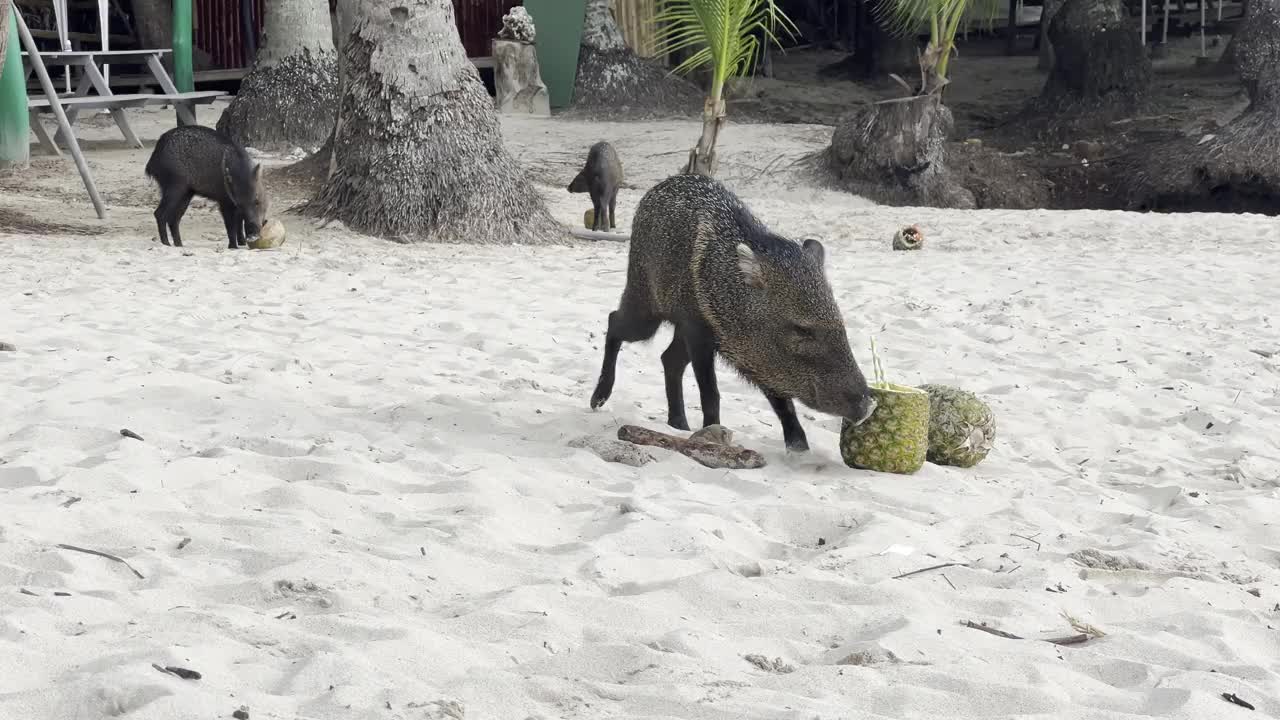 海滩上的有领野猪视频素材