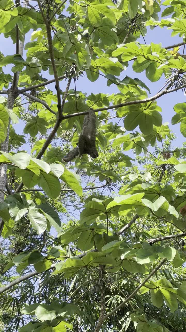 哥斯达黎加树上的树懒视频下载