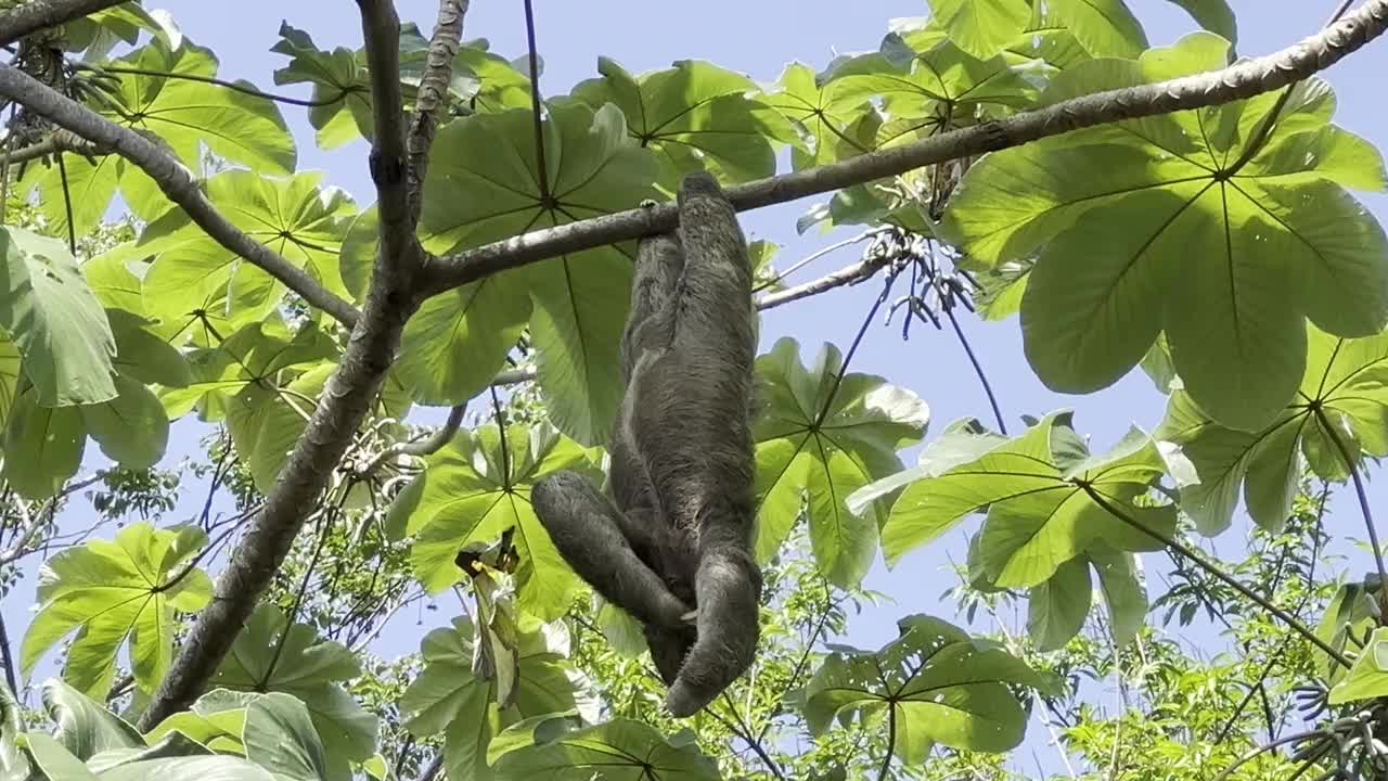 哥斯达黎加树上的树懒视频素材