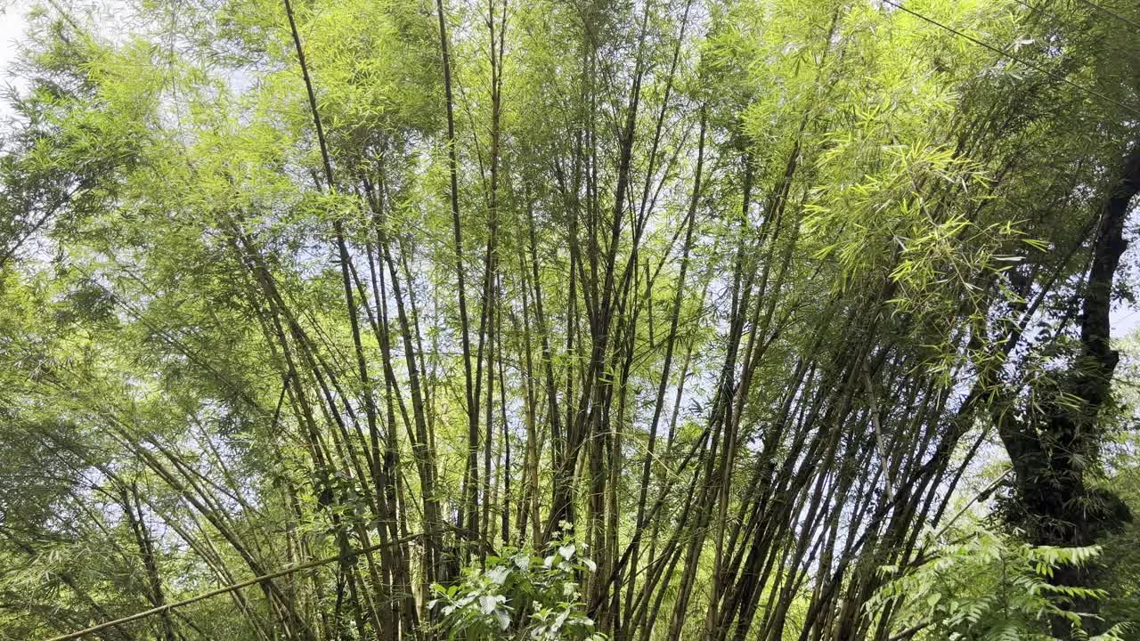 热带雨林中的竹子视频下载