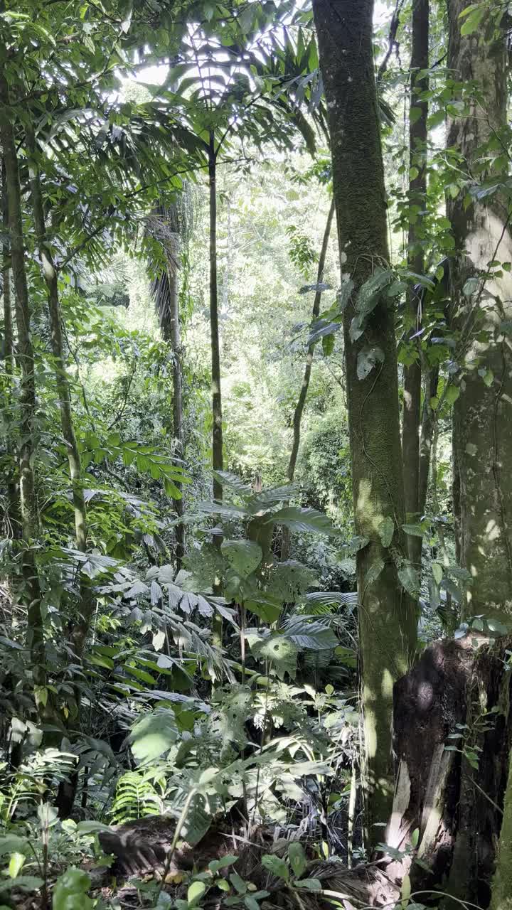 哥斯达黎加热带雨林背景视频素材