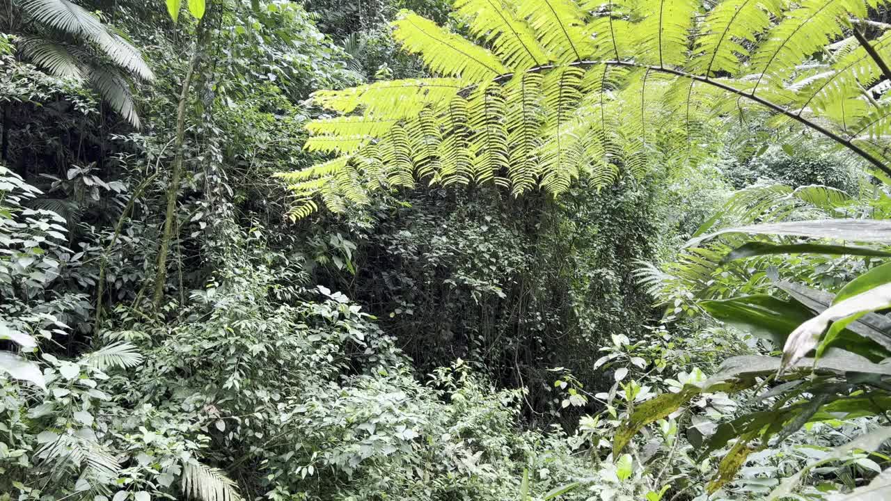 哥斯达黎加热带雨林背景视频下载