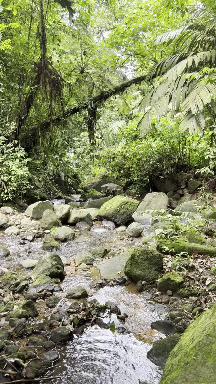 哥斯达黎加雨林中的溪流视频素材