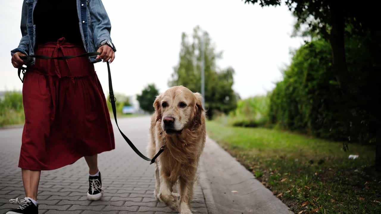 可爱美丽的金毛猎犬牵着皮带和女主人一起散步视频素材