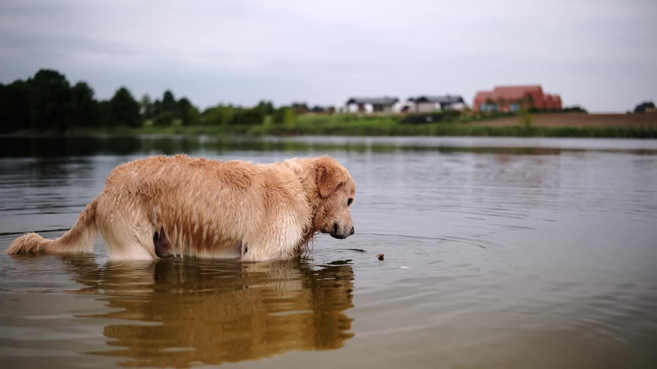 可爱的金毛猎犬在水里玩棍子视频素材