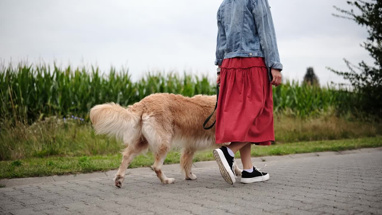 女孩牵着金毛猎犬散步视频素材