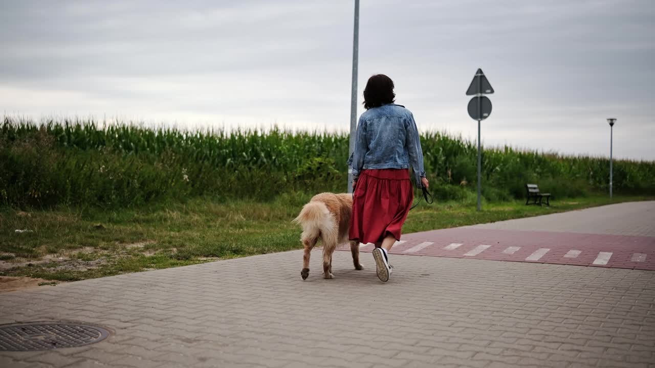 女主人和她的金毛猎犬在乡间散步视频素材