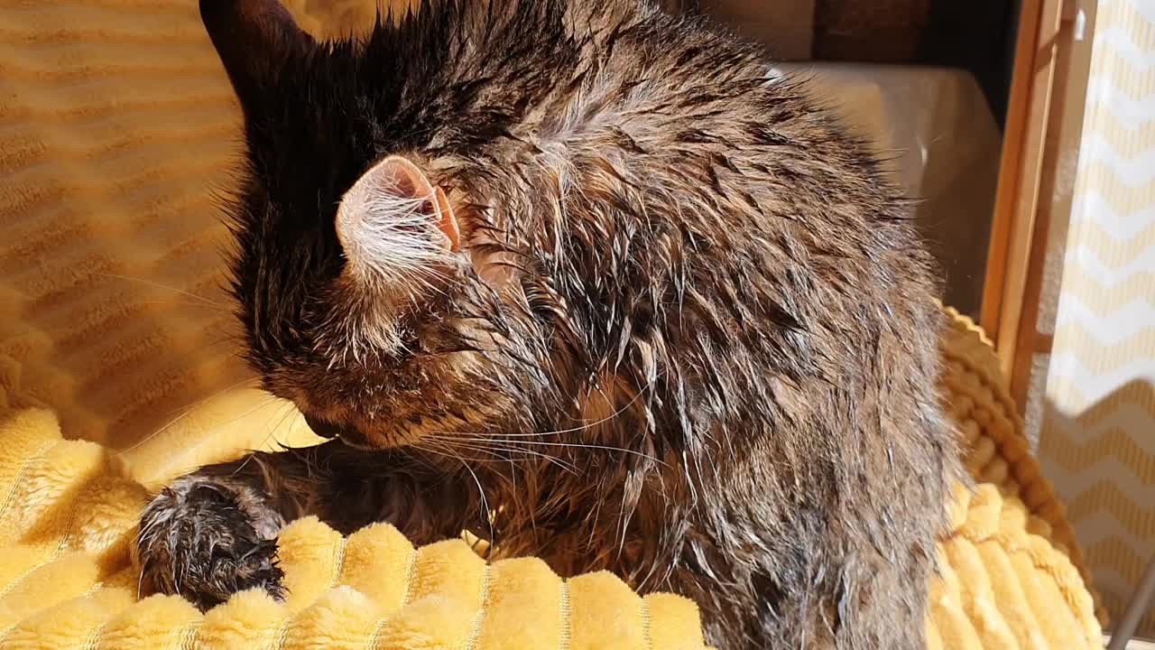 一只湿猫，洗完澡后，舔了舔自己的皮毛，然后在太阳下晒太阳。可爱有趣的猫。有趣的宠物。洗完澡，游完泳。视频下载