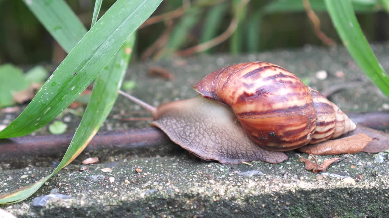 蜗牛视频素材