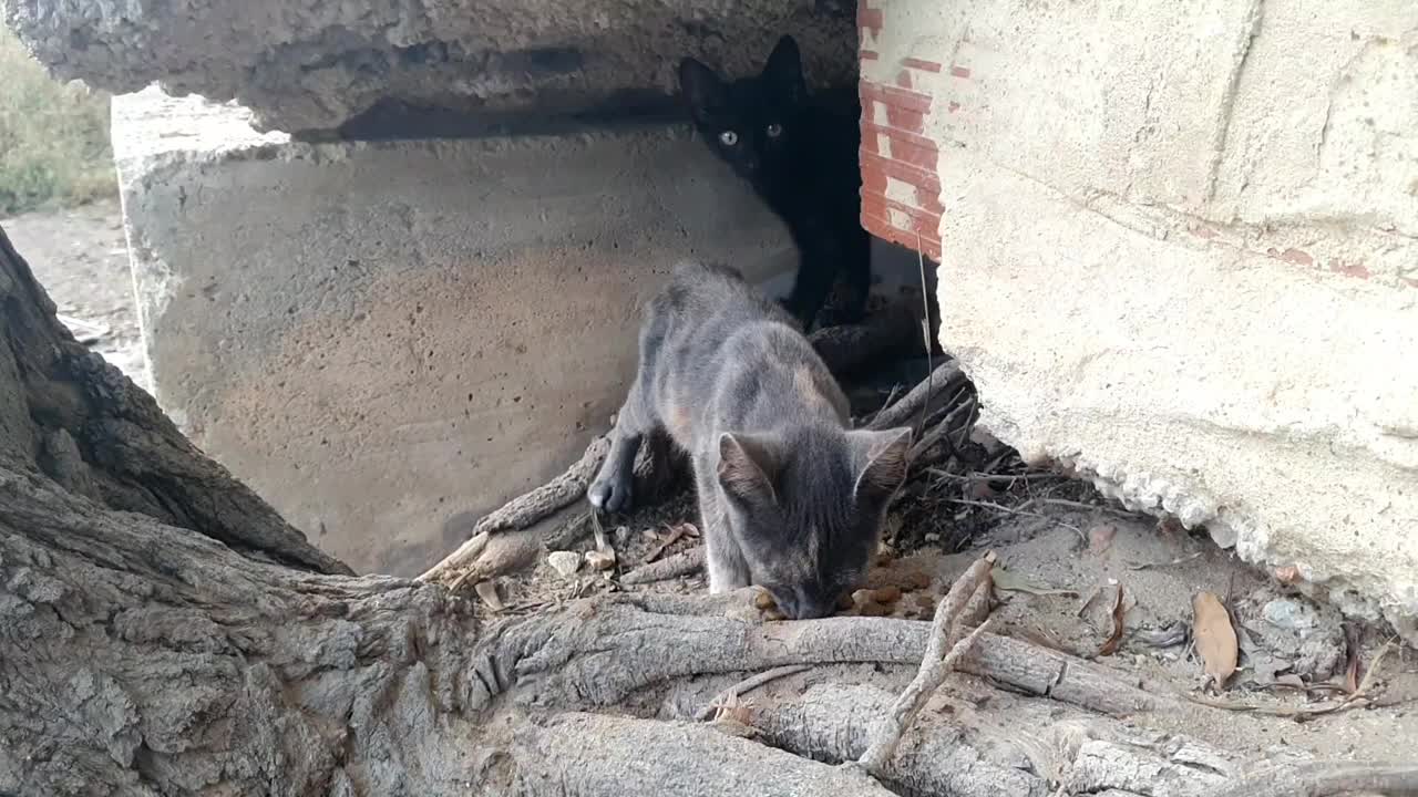 喂流浪猫。饥饿的流浪猫。街上的小猫。在外面喂小猫。为无家可归的动物感到难过。可怜的动物。帮助动物。视频素材