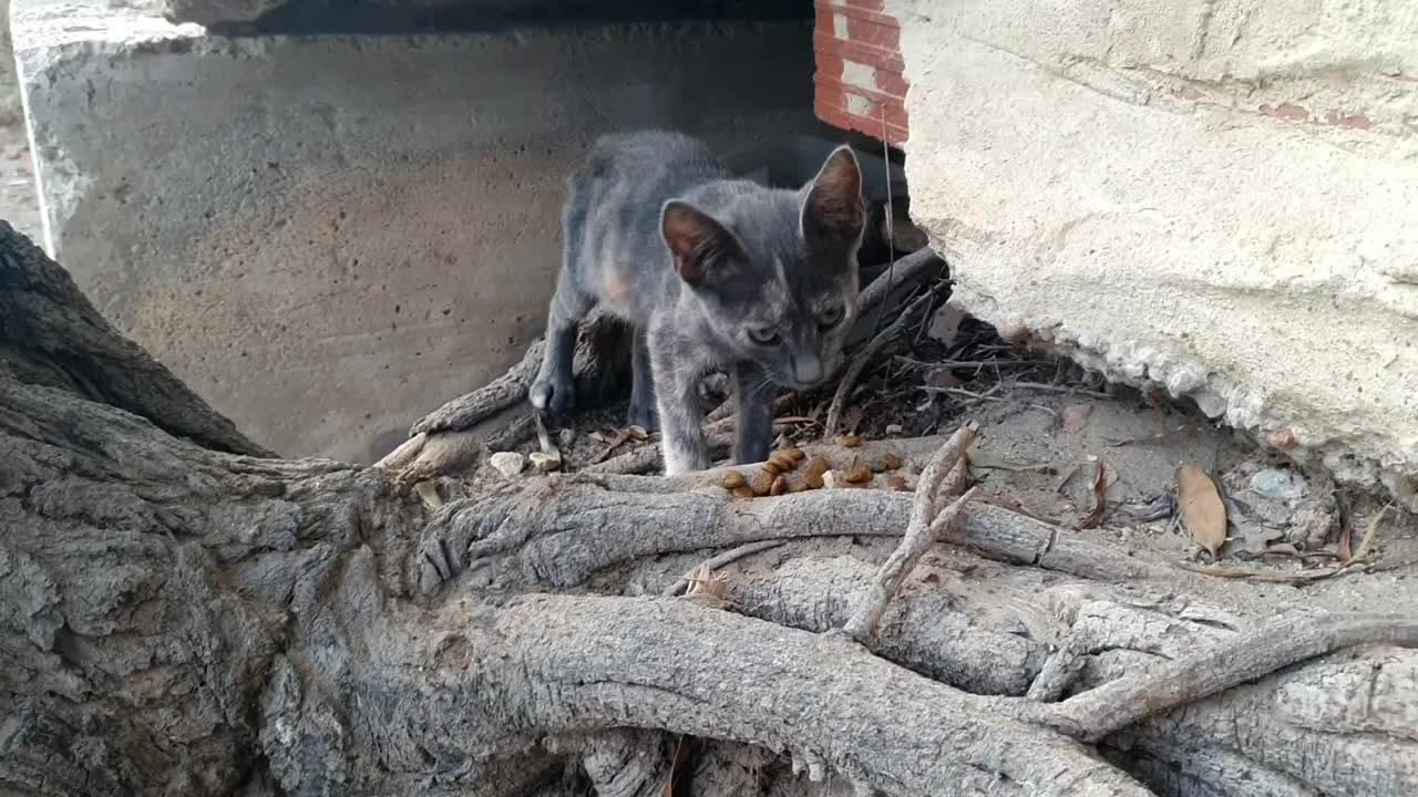 喂流浪猫。饥饿的流浪猫。街上的小猫。在外面喂小猫。为无家可归的动物感到难过。可怜的动物。帮助动物。视频素材